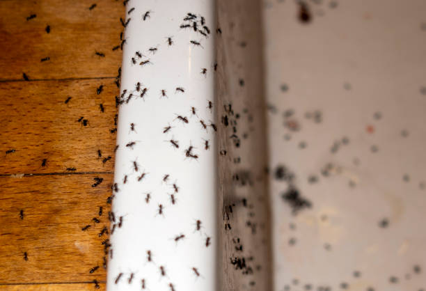 Best Affordable Pest Control Services  in Belgrade, MT